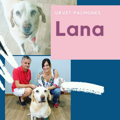 Urvet Palmones Urgencias Veterinarias en Los Barrios