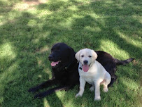 San Antonio Premier Pet Sitters - Photo 6 - Car repair in , Baltimore