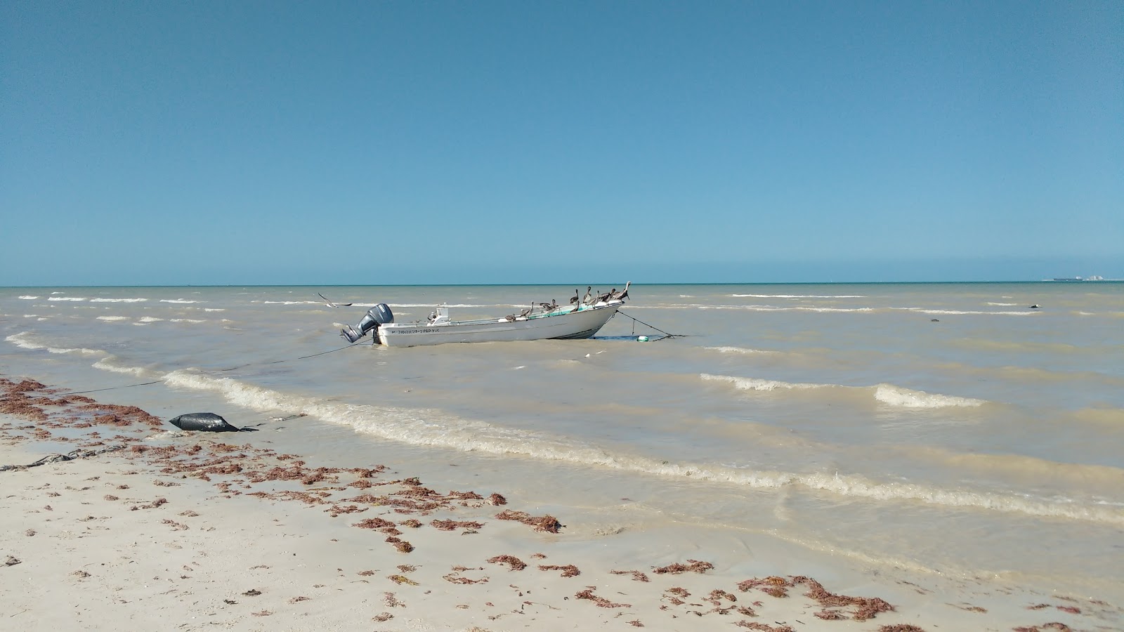 Foto von Playa Progreso mit sehr sauber Sauberkeitsgrad