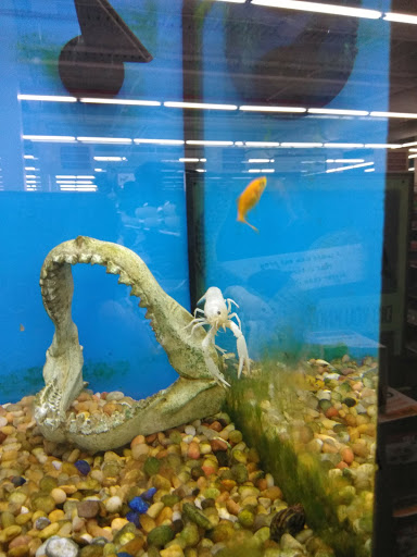 Pet Supply Store «Pet Supplies Plus», reviews and photos, 135-25 79th St, Howard Beach, NY 11414, USA