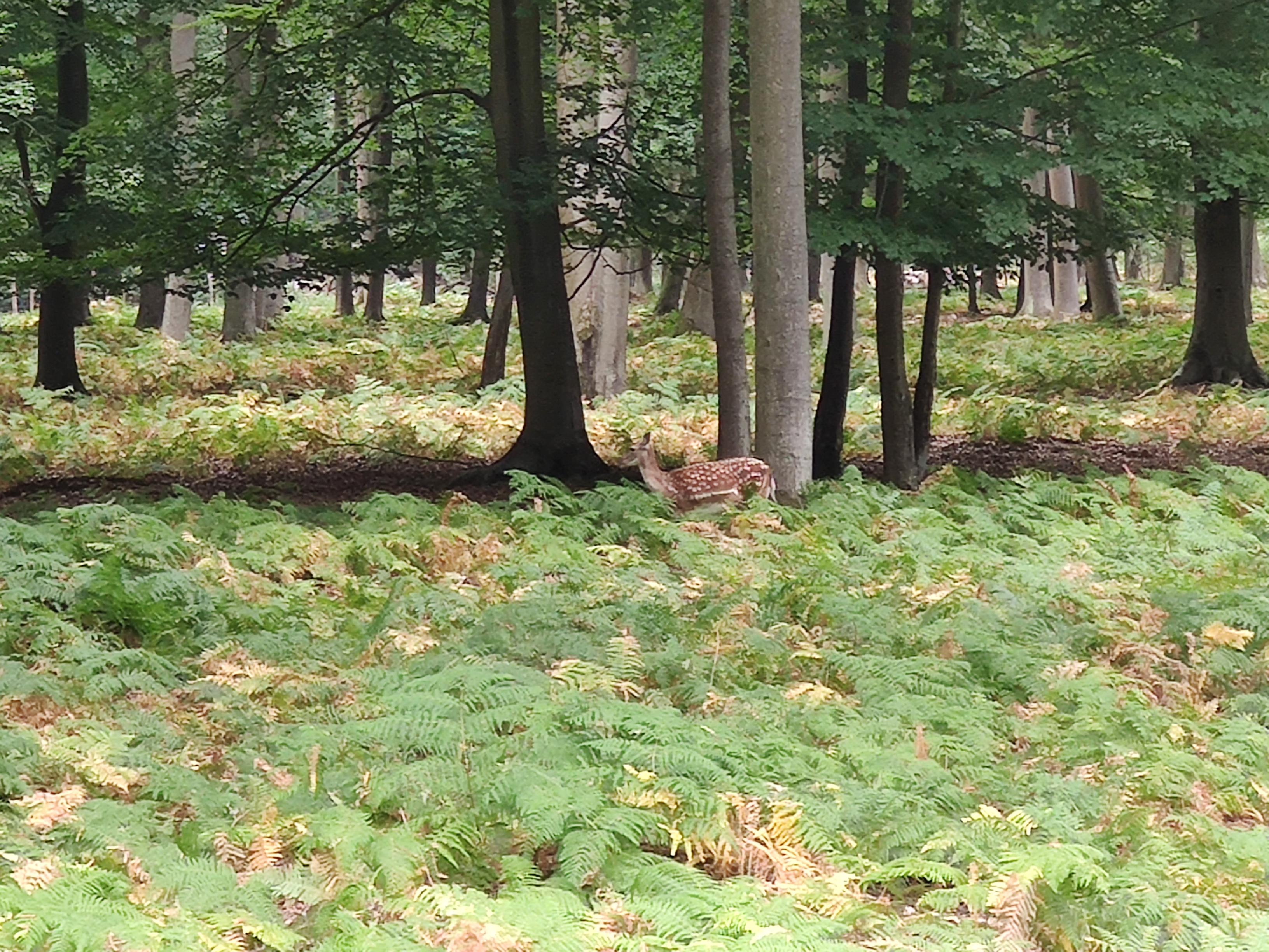 Photo n° 15 de l'avis de LAMBERT.r fait le 16/08/2022 à 19:17
