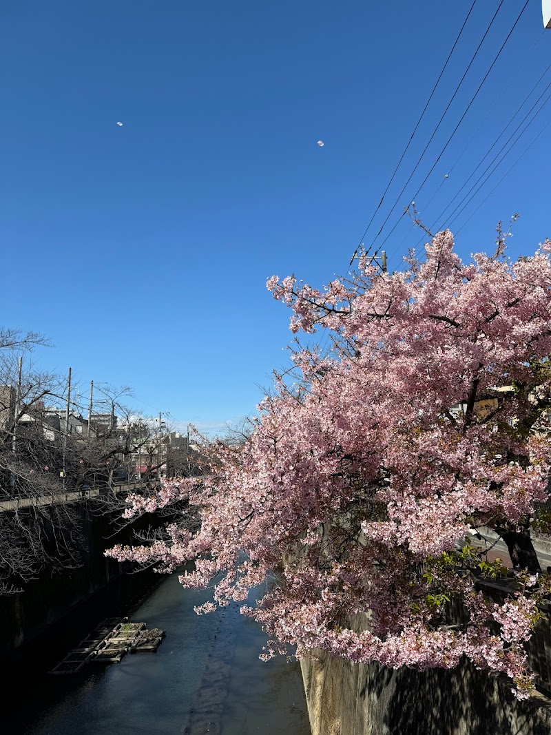 中板橋の河津桜