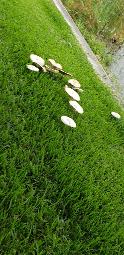 Art Museum «The Mennello Museum of American Art», reviews and photos, 900 E Princeton St, Orlando, FL 32803, USA