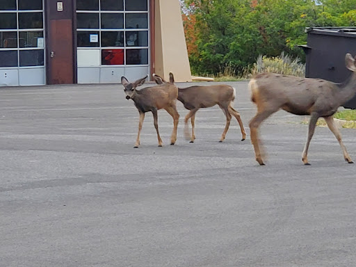 Campground «Morefield Campground», reviews and photos