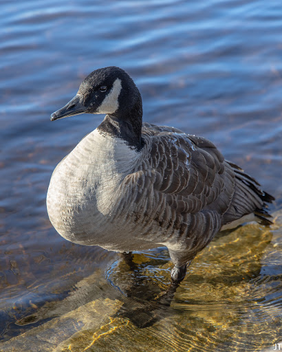 Park «Millennium Park», reviews and photos, 300 Gardner Street, West Roxbury, MA 02132, USA