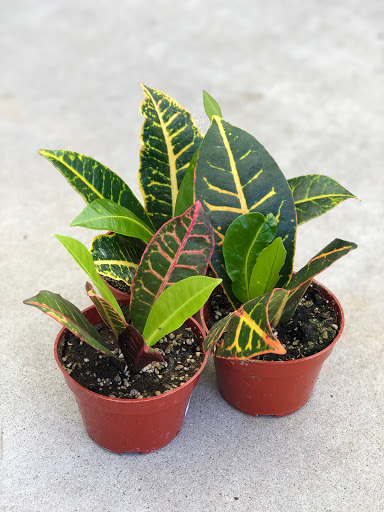 PlanterSam image