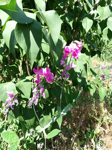 Park «Bare Cove Park», reviews and photos, Bare Cove Park Dr & Fort Hill St, Hingham, MA 02043, USA