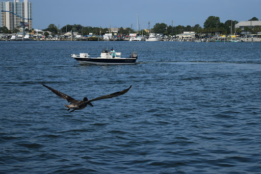 Tourist Attraction «Sea Dragon Pirate Cruise», reviews and photos, 5325 N Lagoon Dr, Panama City, FL 32408, USA