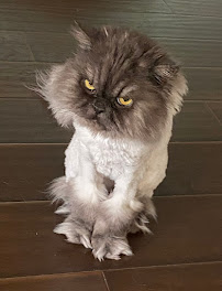 Biscuit time pet sitting, LLc - Photo 3 - Car repair in Sorrento, FL, Deltona