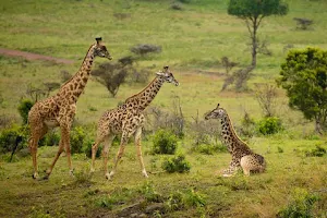 Arusha National Park image