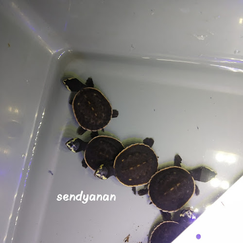 Sendy Turtle Lumajang