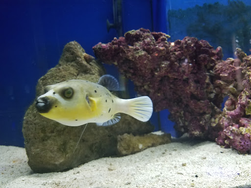 Tropical Fish Store «Picasso Exotic Aquatics», reviews and photos, 11560 Ash St, Leawood, KS 66211, USA