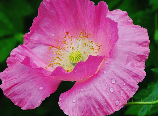 Florist «Heritage Flowers, Inc.», reviews and photos, 522 SE 1st Ave, Ocala, FL 34471, USA