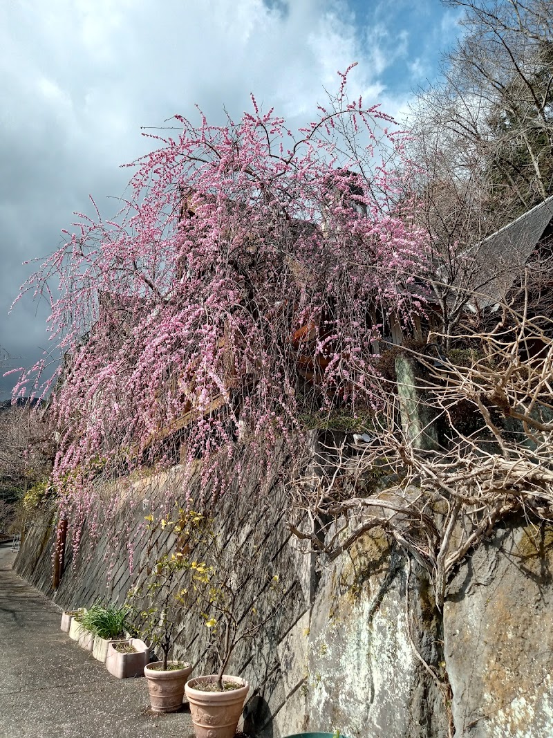 おかめ桜祭り