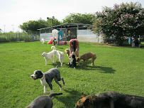 Country Acres Pet Resort - Photo 2 - Car repair in Arlington, TX, Arlington