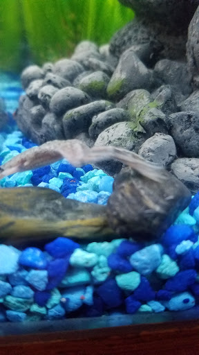 Pet Supply Store «Pet Supplies Plus», reviews and photos, 585 Moseley Rd, Fairport, NY 14450, USA