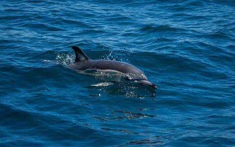 Dolphin Safari Gibraltar dolphins image