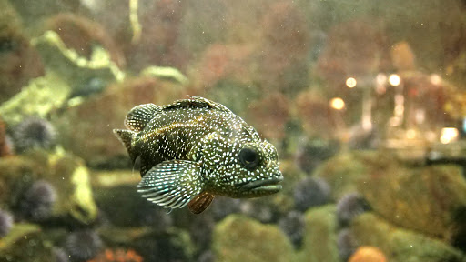 Aquarium «Seaside Aquarium», reviews and photos, 200 N Prom, Seaside, OR 97138, USA