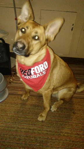 Pet Supply Store «Pet Supplies Plus», reviews and photos, 2424 W State St, Alliance, OH 44601, USA