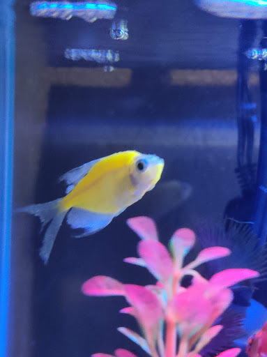 Pet Supply Store «Pet Supplies Plus», reviews and photos, 2201 US-281, Marble Falls, TX 78654, USA