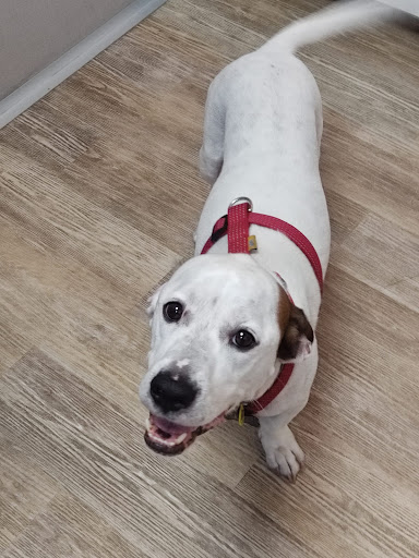 Maragall Veterinaris en Barcelona