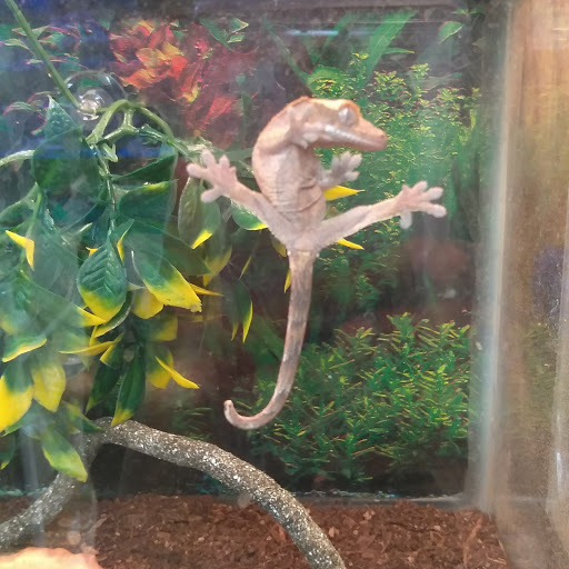 Pet Store «Petland Discounts - Pitkin Avenue», reviews and photos, 1689 Pitkin Ave, Brooklyn, NY 11212, USA