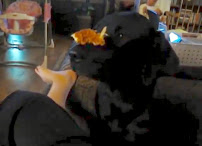 Dog Days Boarding And Daycare - Photo 8 - Car repair in Norman, OK, Norman