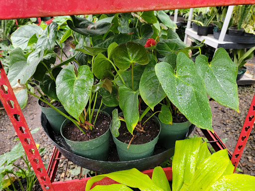 Florist «Little Eden Plantscaping», reviews and photos, 15550 W 72nd Ave, Arvada, CO 80007, USA