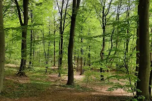 Uggeløse Forest image