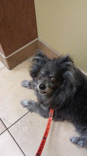 Pet Supply Store «Petco Animal Supplies», reviews and photos, 10235 Indianapolis Blvd, Highland, IN 46322, USA