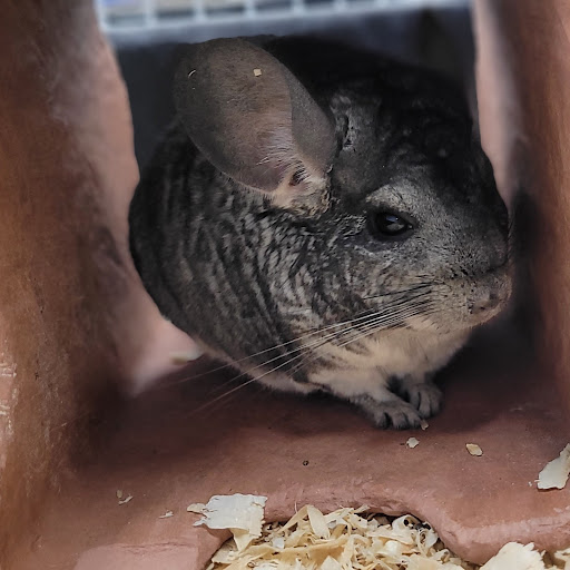 Pet Store «PV Pets», reviews and photos, 233 S Broadway, Pennsville, NJ 08070, USA