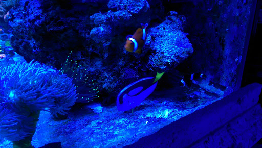 Tropical Fish Store «Blue Seas Aquariums», reviews and photos, 2750 N University Dr, Sunrise, FL 33322, USA