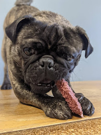 Top Dog Daycare - Photo 6 - Car repair in Tumwater, WA, Olympia