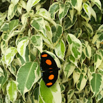 Photo n° 3 de l'avis de Marie. fait le 02/07/2021 à 16:56 pour La Mano à Barbâtre