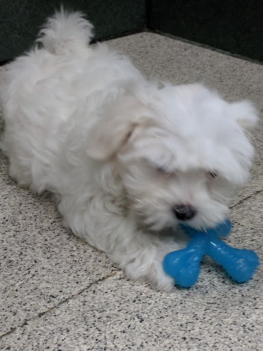 Pet Store «Petland Montgomery», reviews and photos, 7127 Eastchase Pkwy, Montgomery, AL 36117, USA