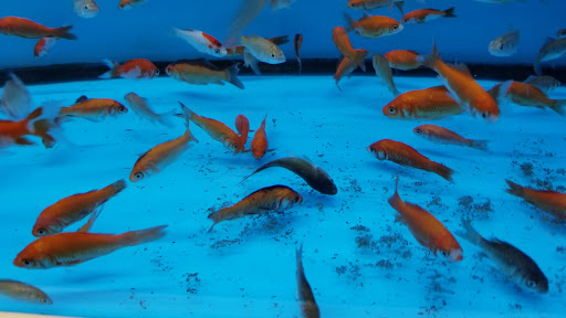 Pet Supply Store «Petco Animal Supplies», reviews and photos, 178 Township Blvd, Camillus, NY 13031, USA