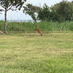 Photo n°2 de l'avis de Zodiacov.g fait le 05/06/2022 à 13:20 sur le  Baia di Conte à Alghero