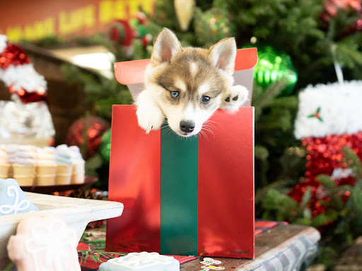 Pet Store «Petland of Plantation», reviews and photos, 801 S University Dr, Plantation, FL 33324, USA