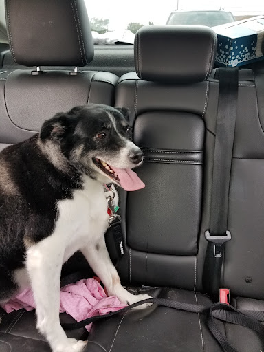 Pet Supply Store «PetSmart», reviews and photos, 2028 Miamisburg Centerville Rd, Dayton, OH 45459, USA