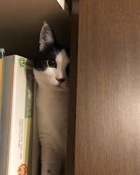 HAPPY WITH ペットシッター - Photo 8 - Car repair in Nagoya, Aichi, Japan, Kingsport