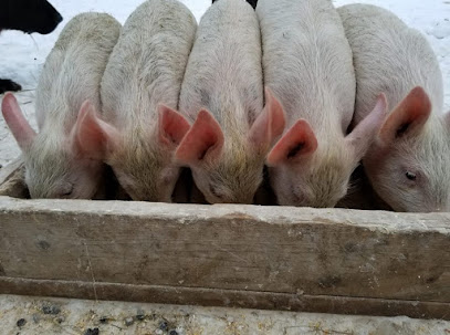Porkers Piggies
