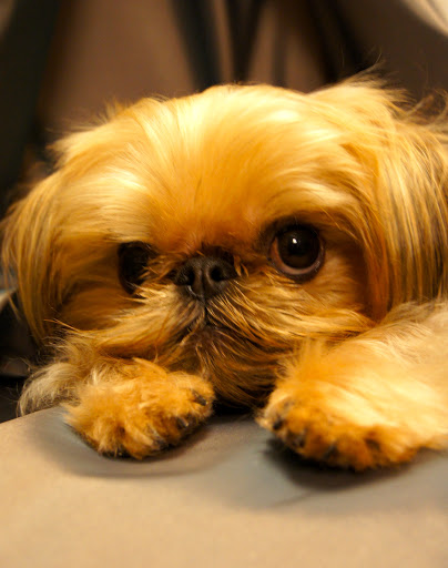 Pet Boarding Service «About Pets Center», reviews and photos, 1604 Conehurst Blvd, Salem, VA 24153, USA