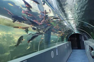 Lakes Aquarium image