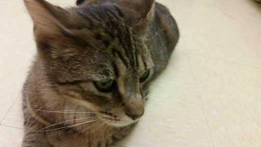 Pet Supply Store «Pet Supplies Plus», reviews and photos, 311 Sagamore Pkwy N, Lafayette, IN 47904, USA