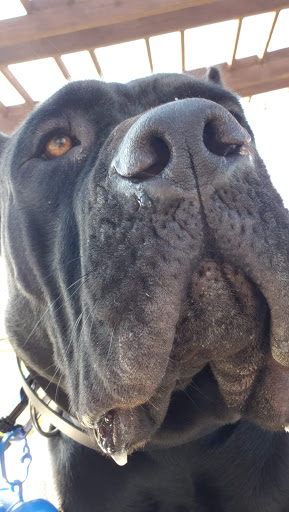 Pet Supply Store «Pet Food Express», reviews and photos, 5829 Lone Tree Way, Antioch, CA 94531, USA