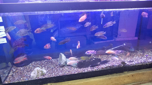 Tropical Fish Store «Tropical Lagoon Aquarium», reviews and photos, 9431 Georgia Ave, Silver Spring, MD 20910, USA