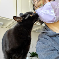 Purrmore Cat Care - Photo 5 - Car repair in , Boston