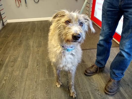 Smoggie doggie daycare