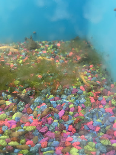 Pet Supply Store «PetSmart», reviews and photos, 1621 E Monte Vista Ave b, Vacaville, CA 95688, USA