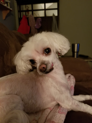 Pet Groomer «Go Pet Go», reviews and photos, 115 NE 91 St, Kansas City, MO 64155, USA